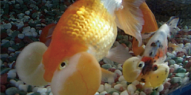 郡山金魚資料館