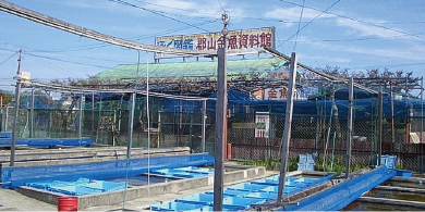 郡山金魚資料館